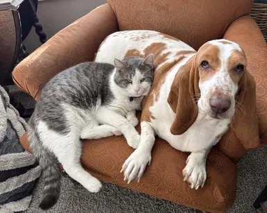 «Emmet a Abigail — priatelia na veky vekov»