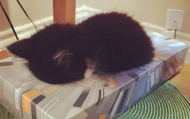 20+ domácich miláčikov, ktorí našli to najpohodlnejšie miesto. No, alebo sa im to tak zdá