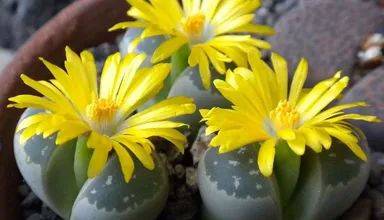 Litops (Lithops)