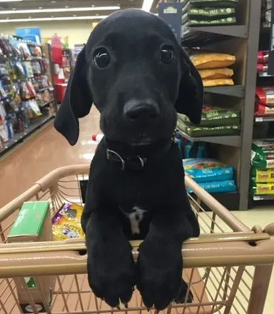 «A aj toto krmivo nezabudni vziať»