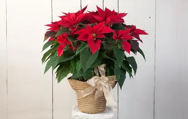 Kúpili ste „Vianočnú hviezdu“ – čo ďalej?