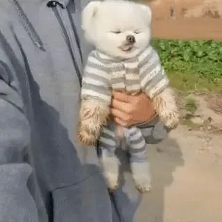 Vybehal sa a hneď zaspal, keď si ho vzali na ruky. Podľa špinavých labiek vidno, že sa vybehal poriadne