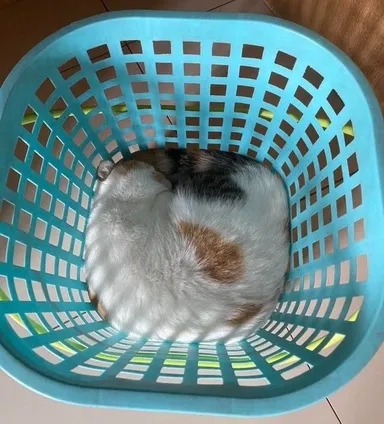 Pozrite sa, ako dokonale vyplnil priestor