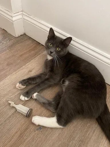 Dnes mi mačiatko darovalo zátku z vane.