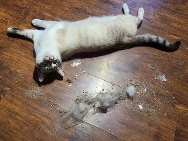 Pozná ešte niekto takého lotra, ktorý sa zvalí do kopy smetí a čaká, kým ho pozametajú?