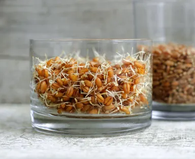 Naklíčená pšenica