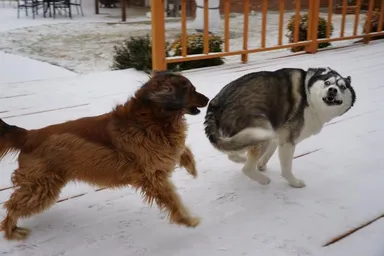 «Teraz naháňaš ty, a ja utekám»