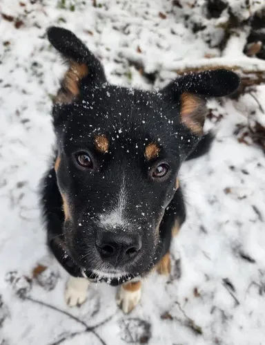 „Moje šteniatko prvýkrát zažilo sneženie“