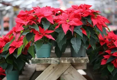 Na čo si dať pozor pri pestovaní poinsettie
