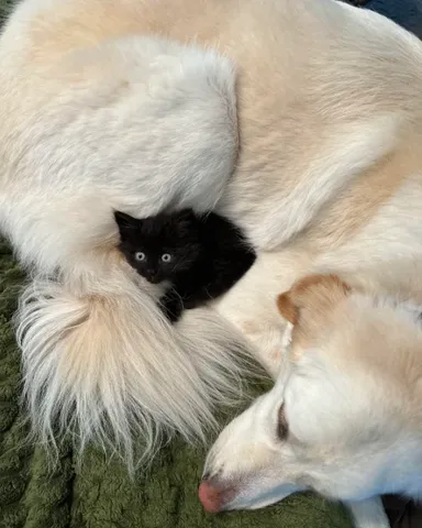 «Vyzerá to, akoby si môj pes zaobstaral mačiatko, a nie ja»
