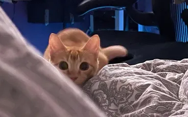 18 zvierat, ktoré treba pochopiť, odpustiť a len sa nad nimi rozplývať: «A kto je tu taký rozkošný?»