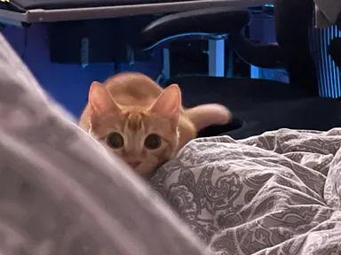 Toto divé zviera spalo celý deň. Teraz na mňa bude útočiť celú noc!