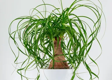 Beaucarnea Nolina recurvata