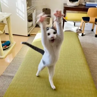 Prečo mačky útočia na nohy?