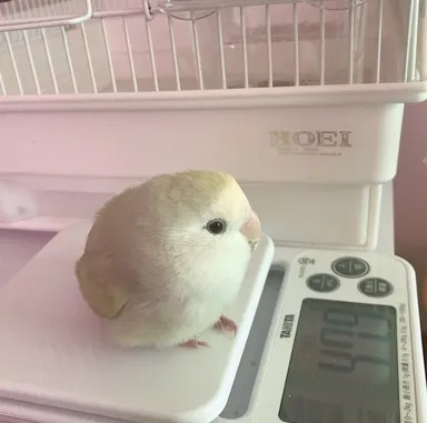 Málo váhy, veľa roztomilosti