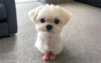 Každý si musí držať labky v teple