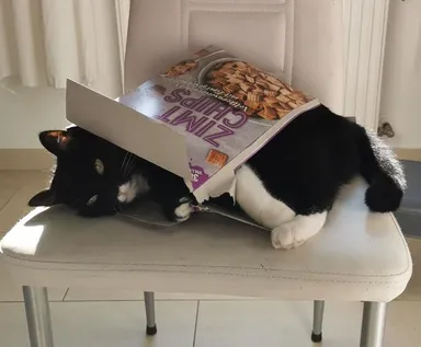 Chcela vliezť do škatule od cereálií, ale tá sa roztrhla. Tak aj zaspala.