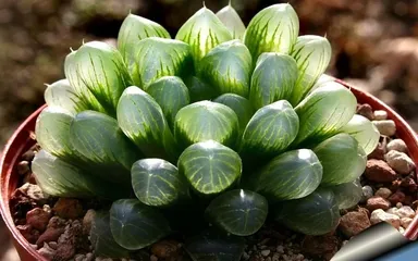 10 neobyčajných izbových rastlín