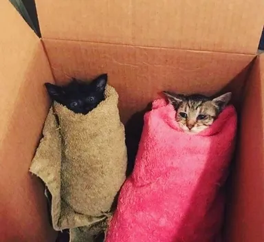 Z nepochopiteľných dôvodov ľudia zbožňujú robiť «murrito» — burrito z mačiek