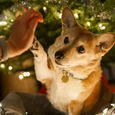„Pokúšali sme sa ju prinútiť pózovať pri stromčeku. Roztopila naše srdcia“