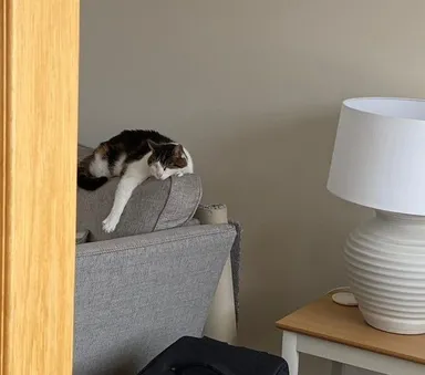 Prišiel som domov a uvidel toto. A áno, nemám žiadneho kocúra.