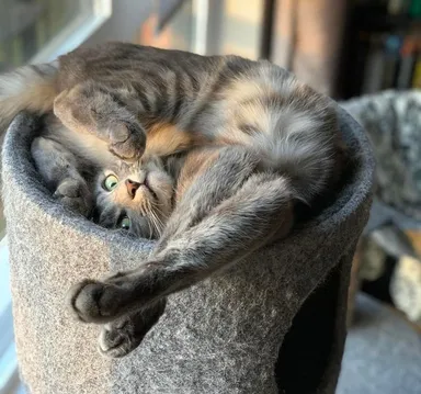 Zrejme je toto celkom normálny spôsob, ako ležať v mačej posteli.