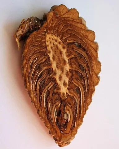 Borovicová šiška v reze