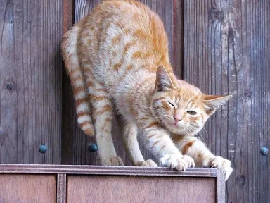 Prečo mačky zhadzujú veci?