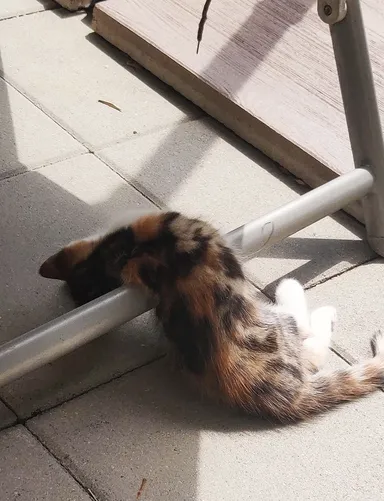 Džina sa na slnku trochu roztopila