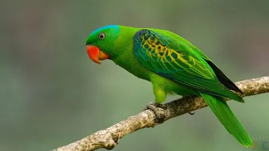 Prečo papagáje vedia rozprávať?