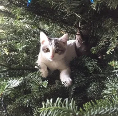 „Walter si myslí, že stromček sme kúpili špeciálne pre neho“