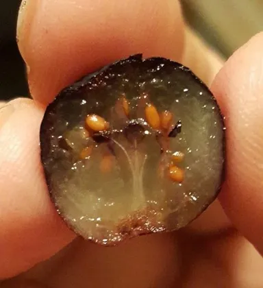 Čučoriedka rozrezaná napoly