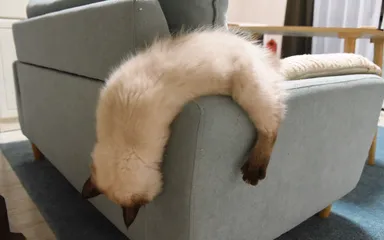 19 mačiek, pre ktoré je oddych pohodlný na akomkoľvek mieste a v akejkoľvek polohe