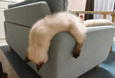 Ako sa jej to darí — spať a nepadnúť?