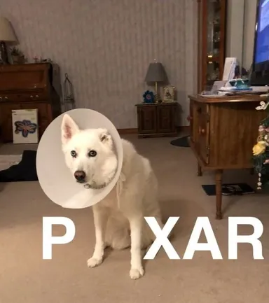 Moja pani rozposlala priateľom fotku, na ktorej hrám rolu lampy z úvodnej znelky štúdia Pixar