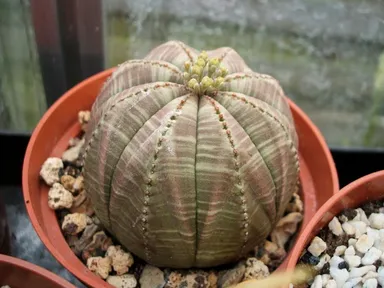 Euphorbia (Euphorbia obesa)
