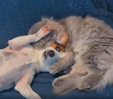 «Môj psík sa zmieril so svojím osudom»