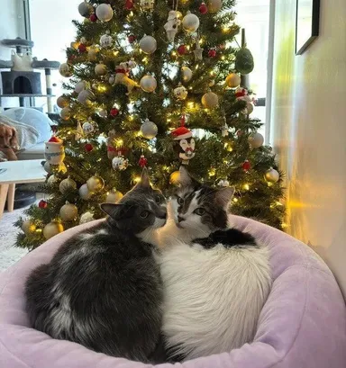 „Inak sa moji kocúri veľmi nemusia, ale dnes som ich našiel sedieť takto pod stromčekom“