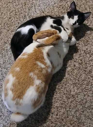 «Priateľ nie je jedlo!»