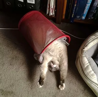 «Kocúr mojej mamy zaspáva na tých najčudnejších miestach»