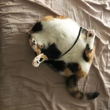 Rada sa hrá s odpadkami. A na fotke je šnúrka, ktorú vytiahla zo športových nohavíc môjho priateľa.