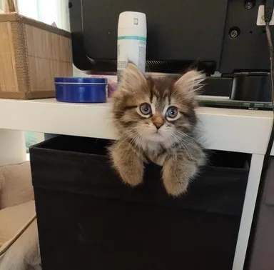 Prvý deň v novom dome, no už nezostalo ani jediné nepreskúmané miesto