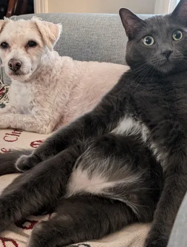 «Mačka mojich rodičov je bez seba z môjho psa. A hoci je táto láska neopätovaná, psík to strpí a dovolí mačičke sedieť pri sebe»