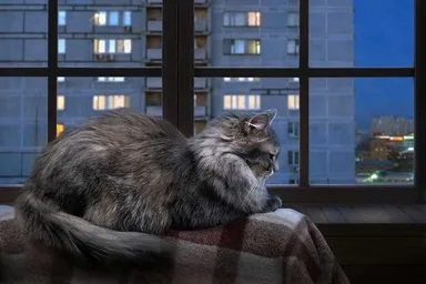 Prečo mačky mňaukajú v noci?