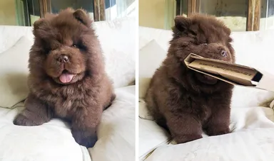 Schváli každú vašu online kúpu, kým sa mu ujdú krabice od tovaru