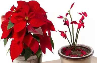 Starostlivosť o poinsettiu po odkvitnutí