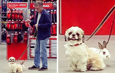 «Videl som, ako muž v supermarkete venčí psa a králika. Povedal, že jeho pes uvidel ušiačika na blšom trhu a zamiloval sa, musel ho pre ňu kúpiť»