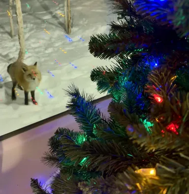 „Len sa pozrite, kto prišiel obdivovať náš stromček“