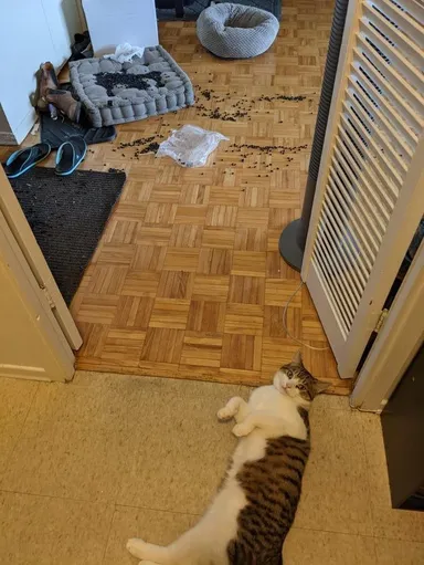 Niekto zaliezol do skrinky a rozsypal fazuľu.