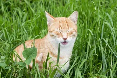 Prečo sa mačky „šklebia“, keď niečo ovoniavajú?